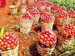 Denrées alimentaires de grande consommation : Tomate, les prix à la hausse à Yaoundé